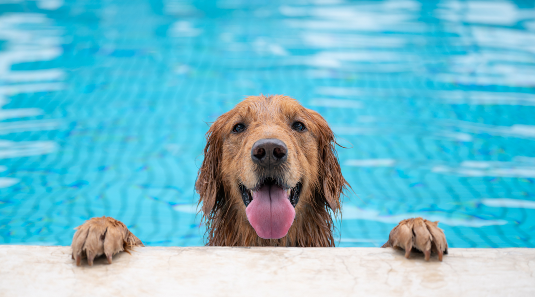7 Must-Know Tips to Keep Your Dog Cool & Hydrated This Summer