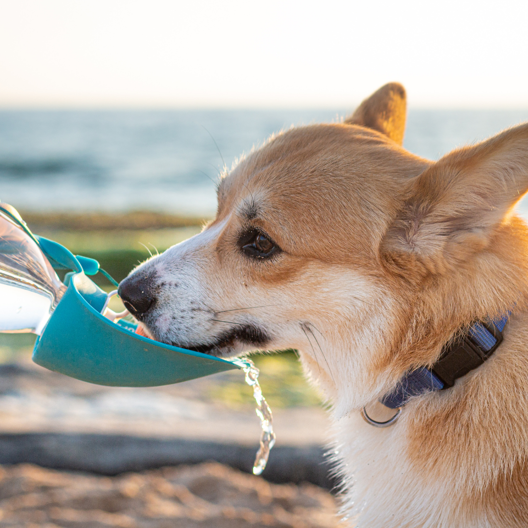 Corgi sipping water from a portable pet water bottle with attached bowl, set against a blurred seaside background.
